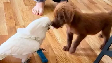 Kutya érkezik a papagáj mellé: a találkozásuk megdöbbenti a világot - Videó
