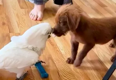 Kutya érkezik a papagáj mellé: a találkozásuk megdöbbenti a világot - Videó