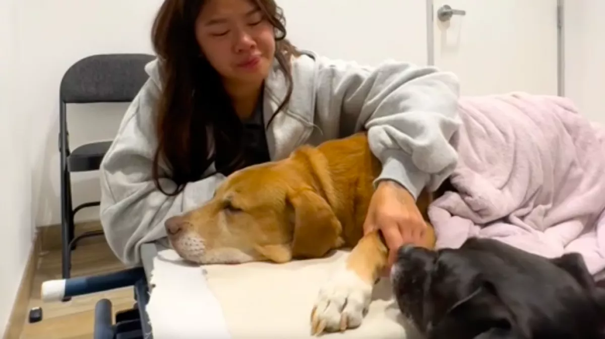 El kell búcsúznia a kutyájától a Diának: amit a másik kutya tesz, könnyeket csal a szemekbe - Videó