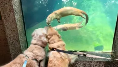 Vidrákkal találkoznak a golden retrieverek: ami ezután történik, szíveket olvaszt meg - Videó