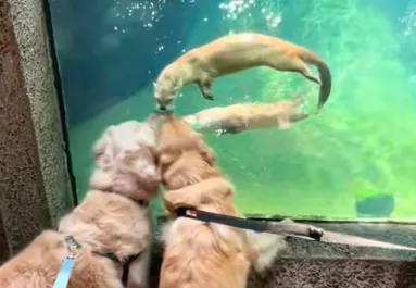 Vidrákkal találkoznak a golden retrieverek: ami ezután történik, szíveket olvaszt meg - Videó