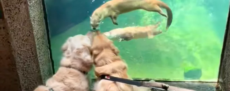 Vidrákkal találkoznak a golden retrieverek: ami ezután történik, szíveket olvaszt meg - Videó