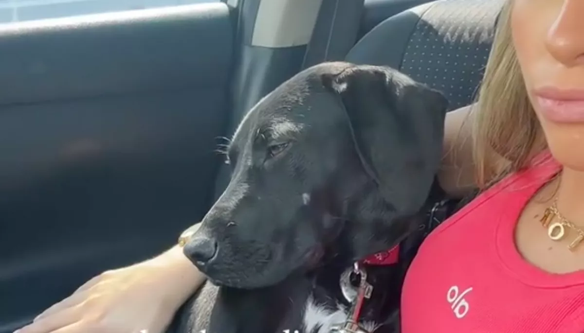 Visszaviszik a kutyát a menhelyre az egynapos kirándulás után: a reakciója szívszorító - Videó