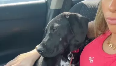 Visszaviszik a kutyát a menhelyre az egynapos kirándulás után: a reakciója szívszorító - Videó