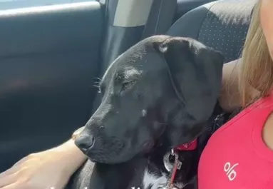 Visszaviszik a kutyát a menhelyre az egynapos kirándulás után: a reakciója szívszorító - Videó