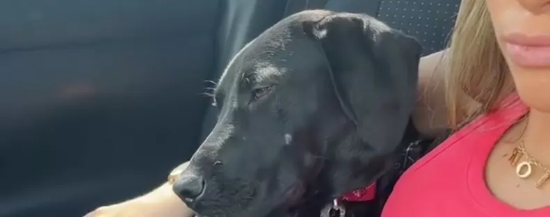 Visszaviszik a kutyát a menhelyre az egynapos kirándulás után: a reakciója szívszorító - Videó