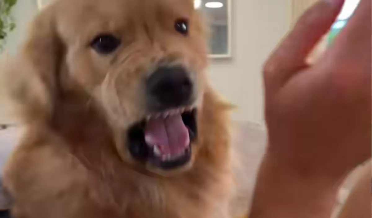 A gazdája felé kap a golden retriever: ami ezután történik, azon milliók nevetnek - Videó