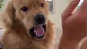 A gazdája felé kap a golden retriever: ami ezután történik, azon milliók nevetnek - Videó