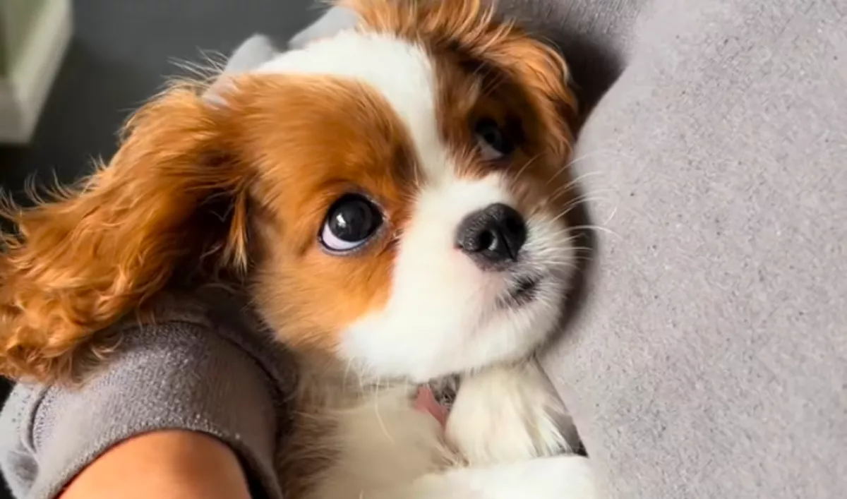 Milliók ünneplik a kiskutyát: az oka olyan egyszerű - Videó