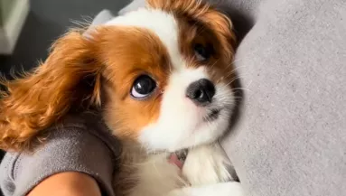 Milliók ünneplik a kiskutyát: az oka olyan egyszerű - Videó