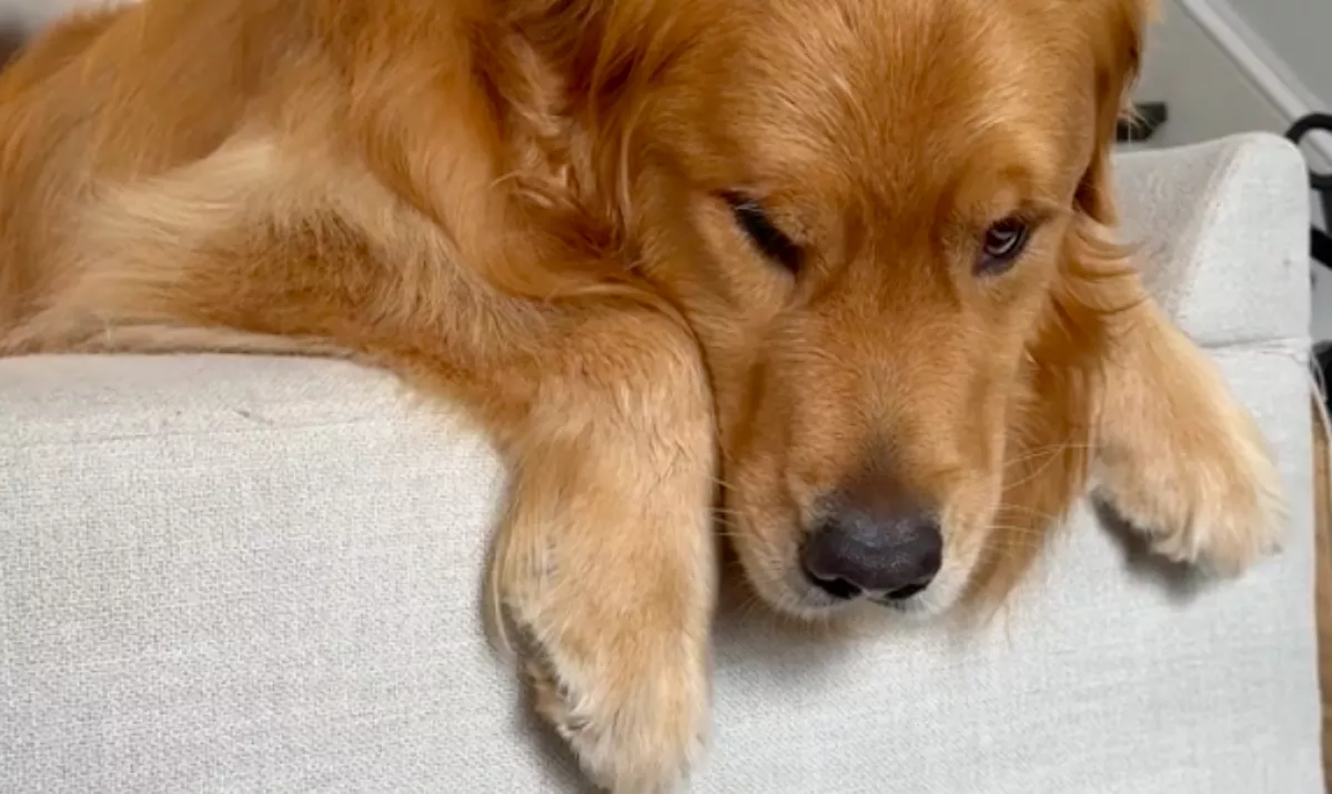 El kell búcsúznia a nagyitól a golden retrievernek: a reakciója milliókat érint meg - Videó
