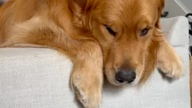 El kell búcsúznia a nagyitól a golden retrievernek: a reakciója milliókat érint meg - Videó