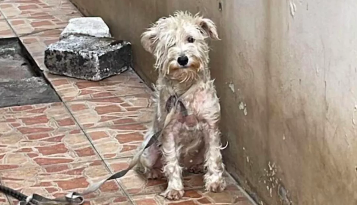 Négy évig volt a ház elé kötve ez a kutya: szívszorító, hogy néz ki most - Videó