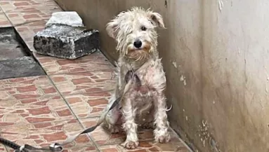 Négy évig volt a ház elé kötve ez a kutya: szívszorító, hogy néz ki most - Videó