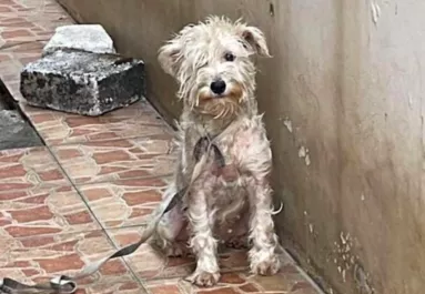 Négy évig volt a ház elé kötve ez a kutya: szívszorító, hogy néz ki most - Videó