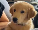 Először ugat az életében a kis golden retriever: a reakciója mézédes - Videó