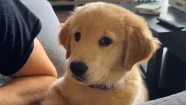 Először ugat az életében a kis golden retriever: a reakciója mézédes - Videó