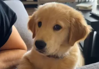 Először ugat az életében a kis golden retriever: a reakciója mézédes - Videó