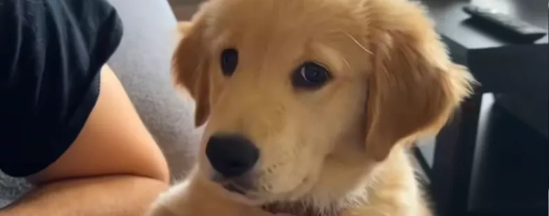 Először ugat az életében a kis golden retriever: a reakciója mézédes - Videó