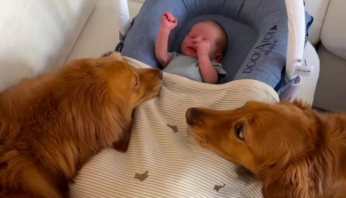 Először találkoznak a babával a golden retrieverek: a reakciójuk senkit nem hagy hidegen - Videó