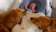 Először találkoznak a babával a golden retrieverek: a reakciójuk senkit nem hagy hidegen - Videó