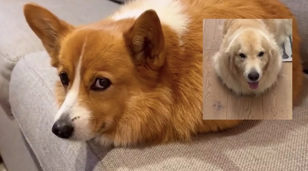 Corginak hiszi magát a golden retriever: amit tesz, pusztító - Videó