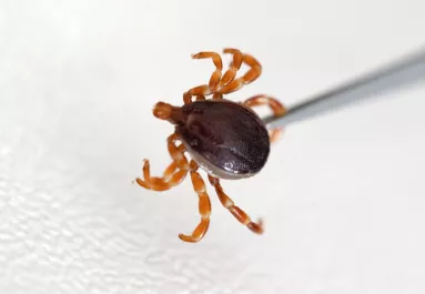 16 horrorkullancsot fogtak be Magyarországon - Egy ismeretlen vírust találtak a szakemberek