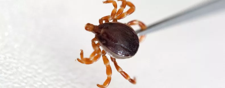 16 horrorkullancsot fogtak be Magyarországon - Egy ismeretlen vírust találtak a szakemberek