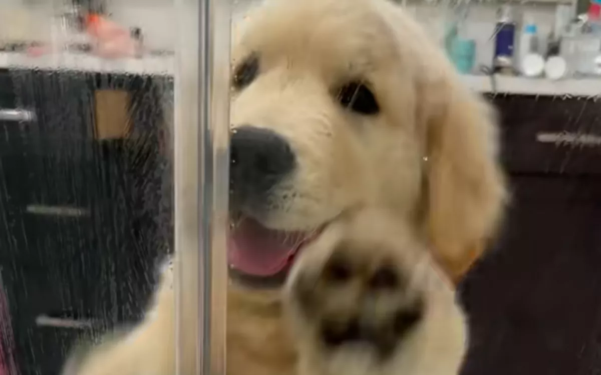Amit ez a kis golden retriever tesz, miközben a gazdája zuhanyozik, sokak arcára csal mosolyt - Videó