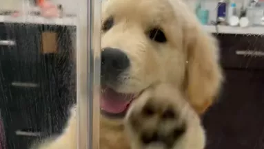 Amit ez a kis golden retriever tesz, miközben a gazdája zuhanyozik, sokak arcára csal mosolyt - Videó