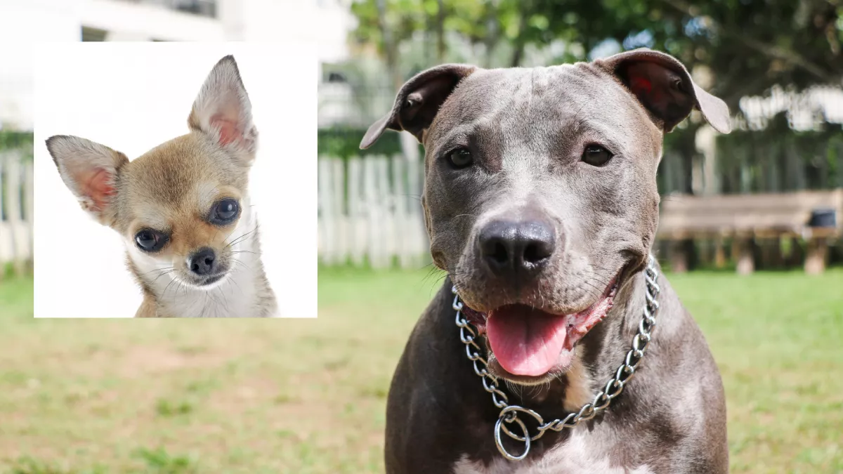 Pitbull és csivava a szülők: ez a kölyökkutya született - Videó