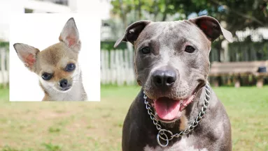 Pitbull és csivava a szülők: ez a kölyökkutya született - Videó