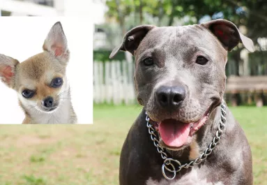 Pitbull és csivava a szülők: ez a kölyökkutya született - Videó