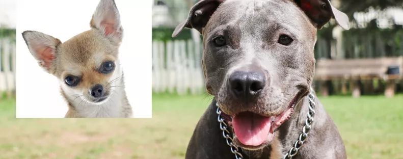 Pitbull és csivava a szülők: ez a kölyökkutya született - Videó