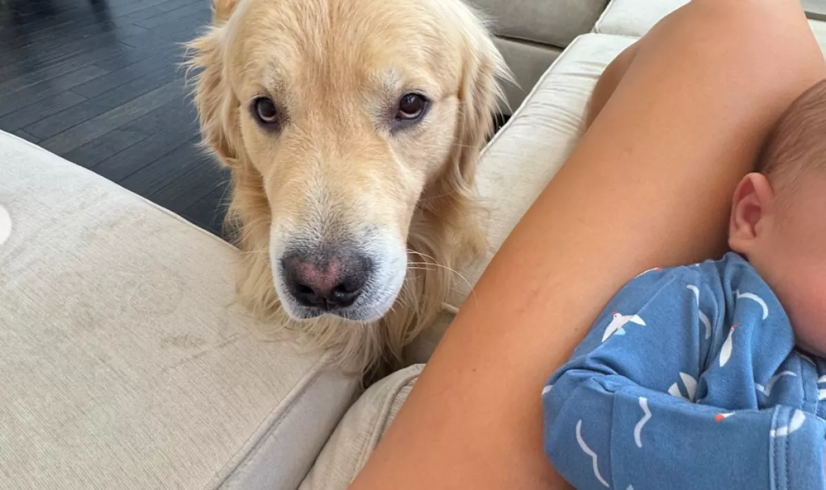 Először találkozik a babával a golden retriever: a reakciója sokkolja a gazdáit - Videó