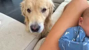 Először találkozik a babával a golden retriever: a reakciója sokkolja a gazdáit - Videó