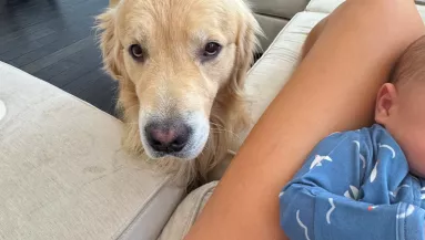 Először találkozik a babával a golden retriever: a reakciója sokkolja a gazdáit - Videó