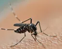 Nem kell több szúnyogriasztó spray: ezt az 5 növényt ki nem állják a vérszívók
