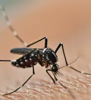 Nem kell több szúnyogriasztó spray: ezt az 5 növényt ki nem állják a vérszívók