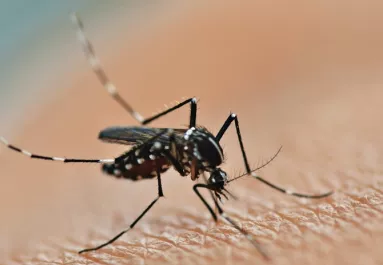 Nyugat-nílusi lázzal fertőzött gyerekeket találtak Magyarországon - 3 és 12 éves kisfiúkról van szó