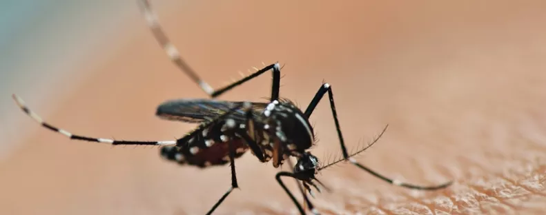 Nyugat-nílusi lázzal fertőzött gyerekeket találtak Magyarországon - 3 és 12 éves kisfiúkról van szó