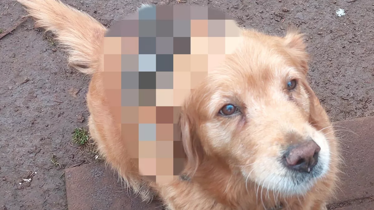 Nem hisz a szemének a férfi, amikor meglátja, ki lovagol a golden retrieverén - Fotók