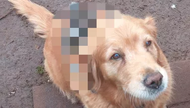 Nem hisz a szemének a férfi, amikor meglátja, ki lovagol a golden retrieverén - Fotók