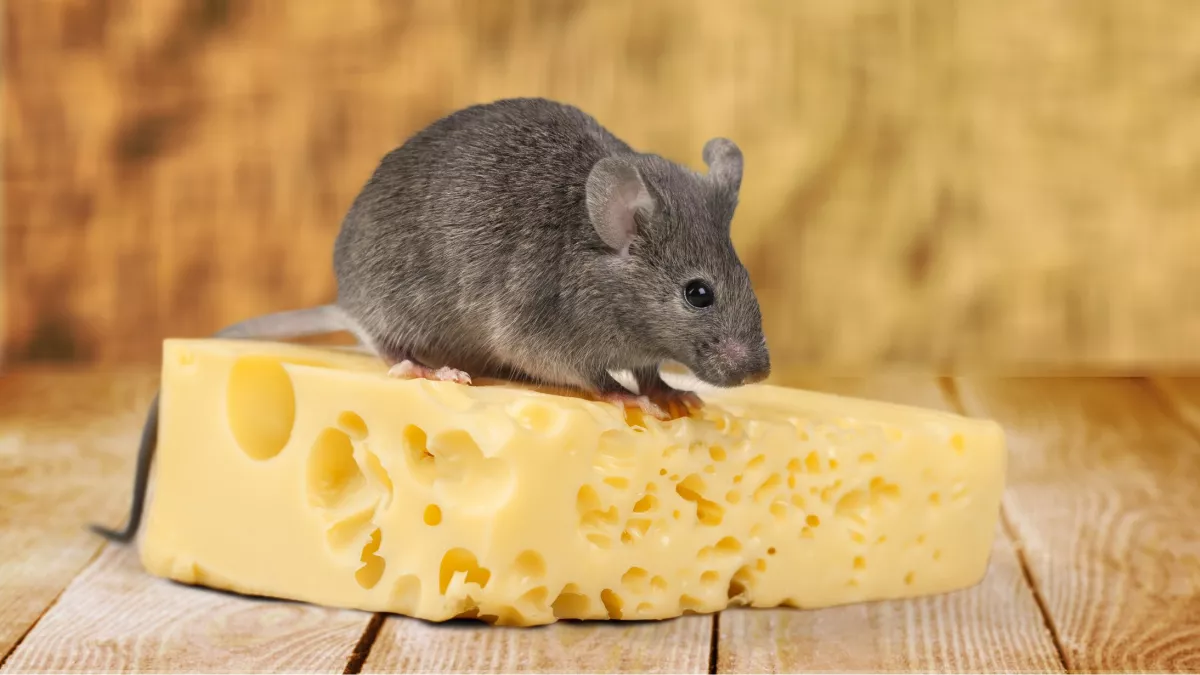Miért gondoljuk még mindig, hogy az egerek sajtot esznek?