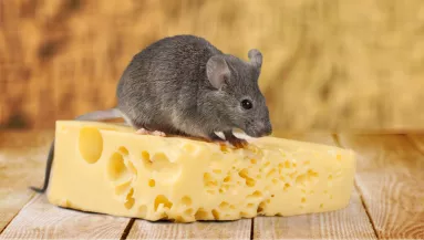 Miért gondoljuk még mindig, hogy az egerek sajtot esznek?