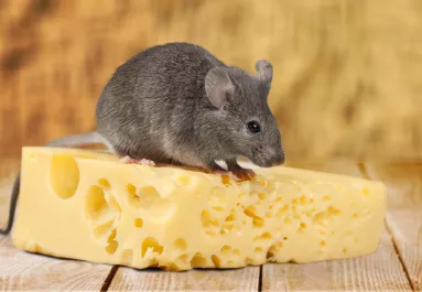 Miért gondoljuk még mindig, hogy az egerek sajtot esznek?