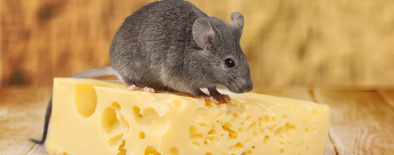 Miért gondoljuk még mindig, hogy az egerek sajtot esznek?
