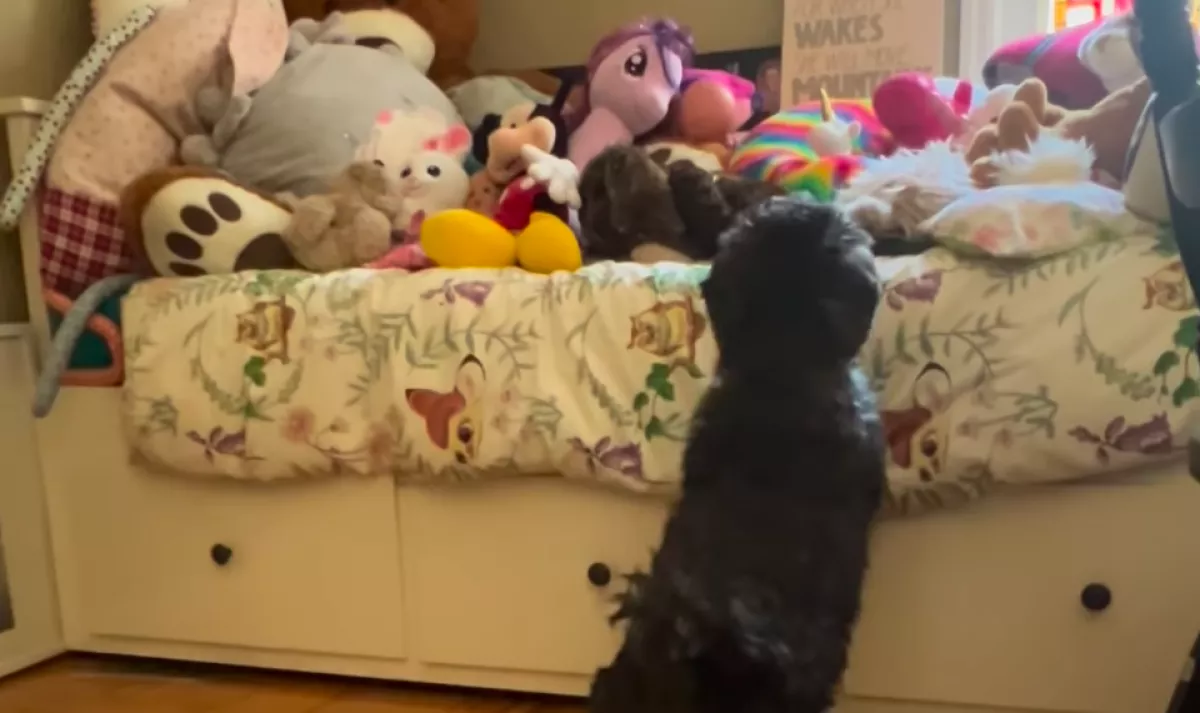 Minden nap bemegy a kutyus a gyerekszobába: szívszorító az oka - Videó