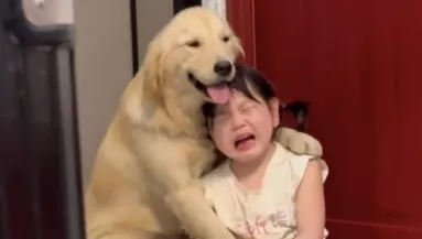 Leszidja az anya a kislányát: amit a golden retriever ezután tesz, megolvasztja a szíveket - Videó