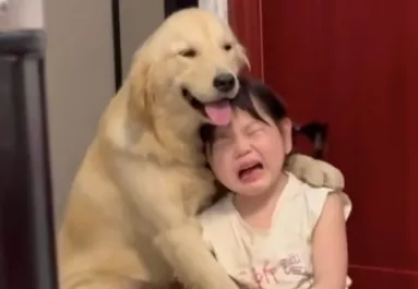 Leszidja az anya a kislányát: amit a golden retriever ezután tesz, megolvasztja a szíveket - Videó